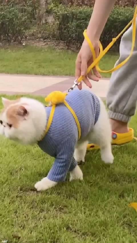 加菲最新爆料视频,揭秘娱乐圈惊人内幕!